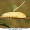 iphiclides podalirius larva5b
